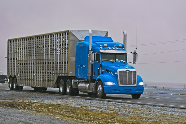 Transporte Rodoviário